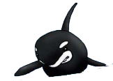 Killer Whale Kei