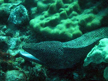 Eel on dive in Hawaii